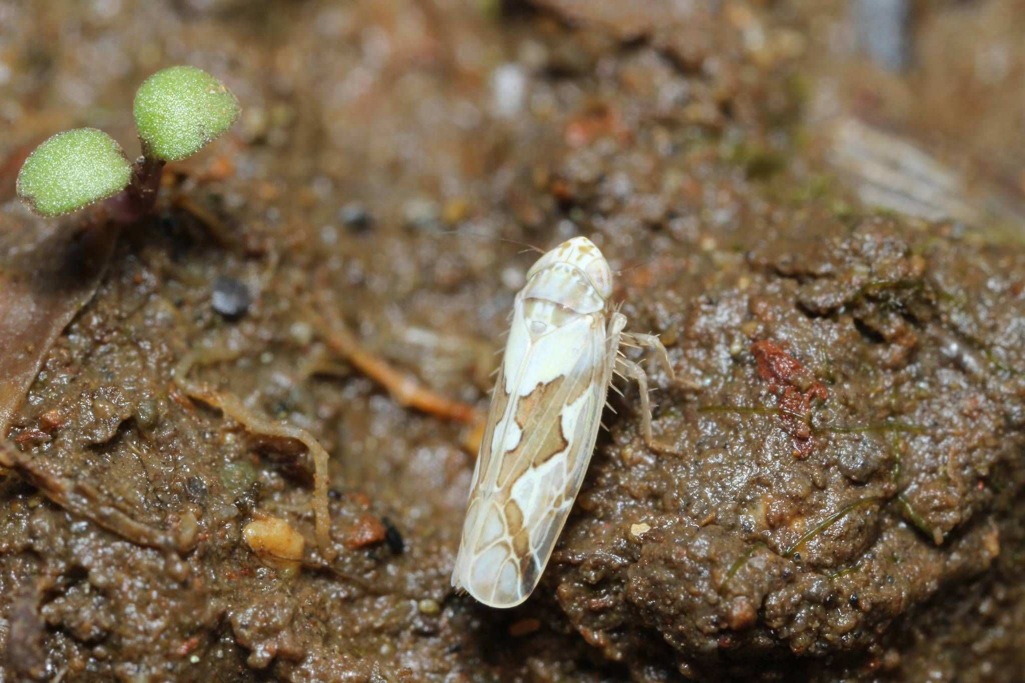 Recilia dorsalis