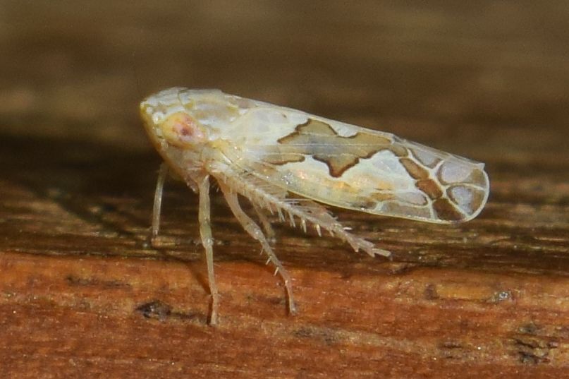 Recilia dorsalis
