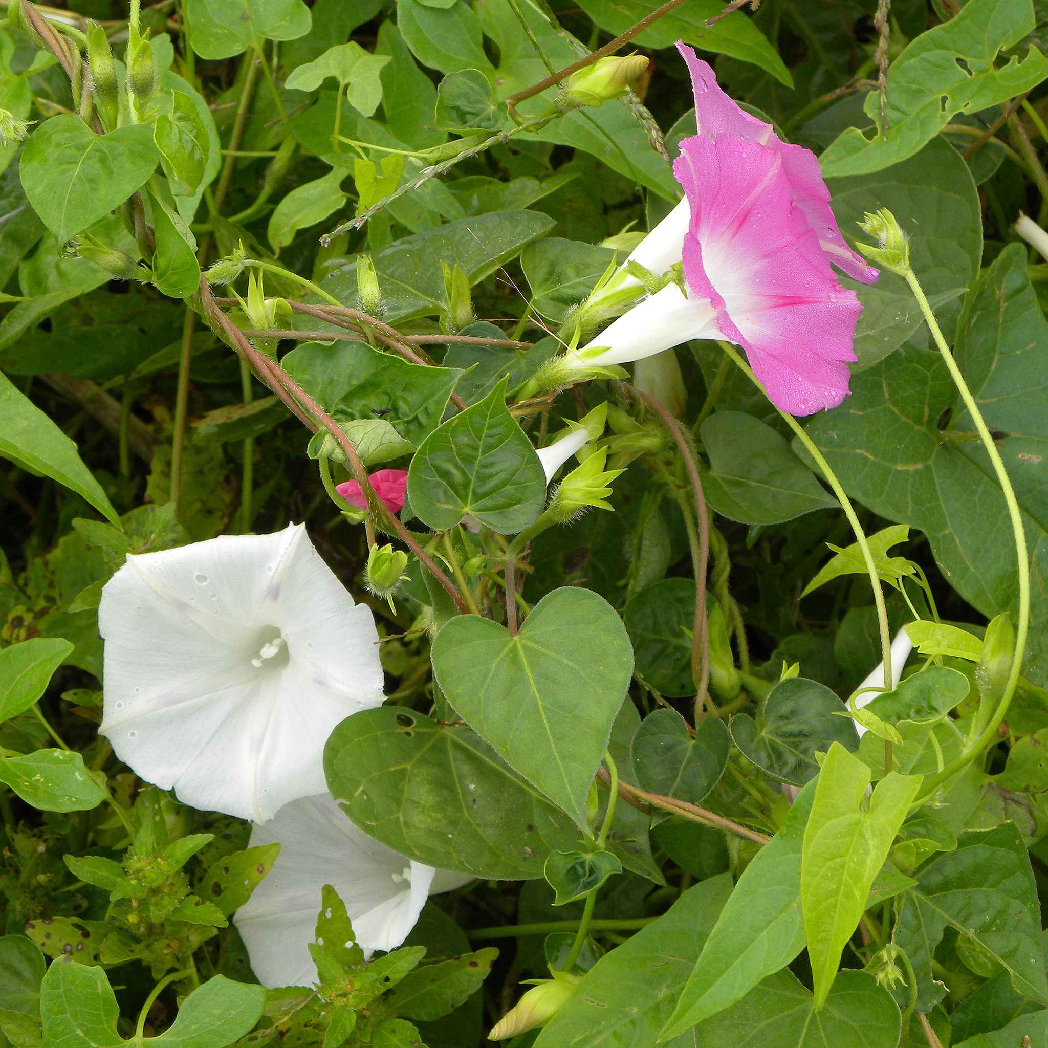 Ipomoea purpurea