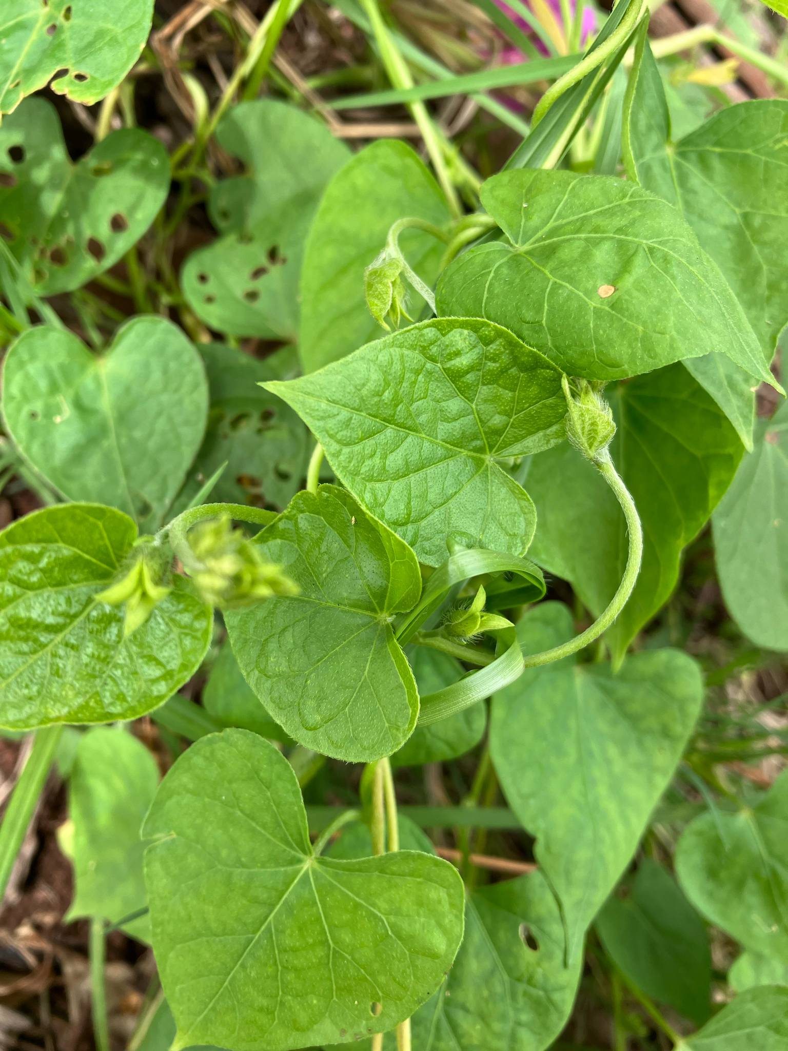 Ipomoea purpurea