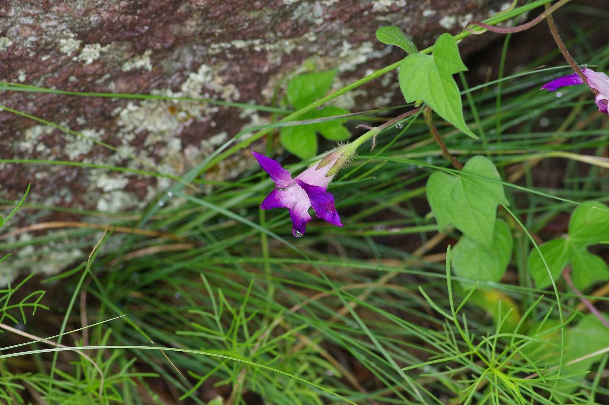 Ipomoea purpurea