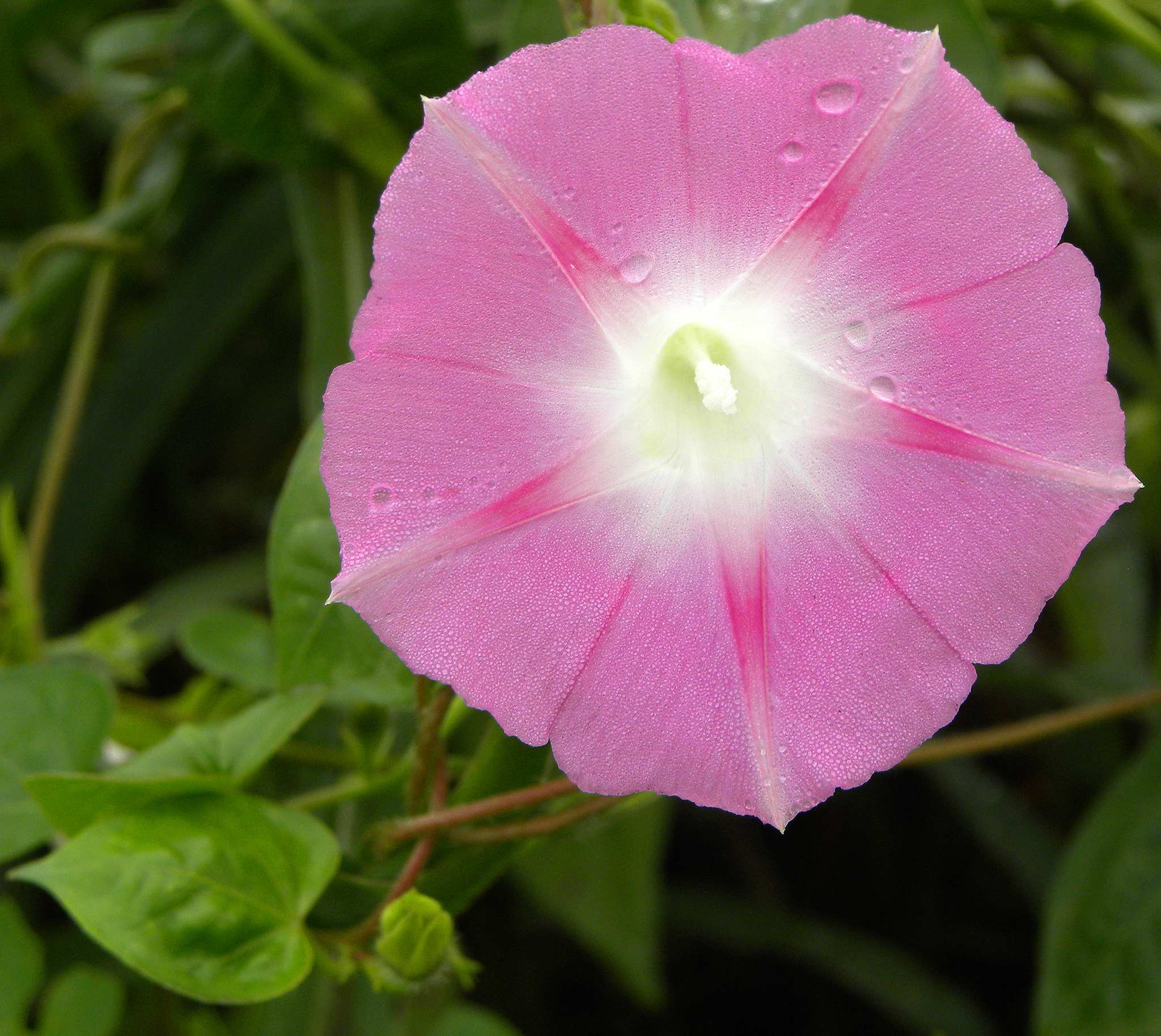 Ipomoea purpurea