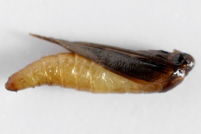 Tineola bisselliella