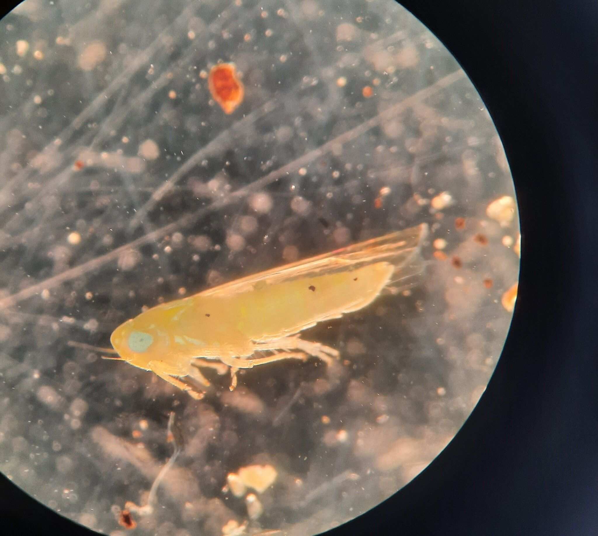 Asymmetrasca decedens