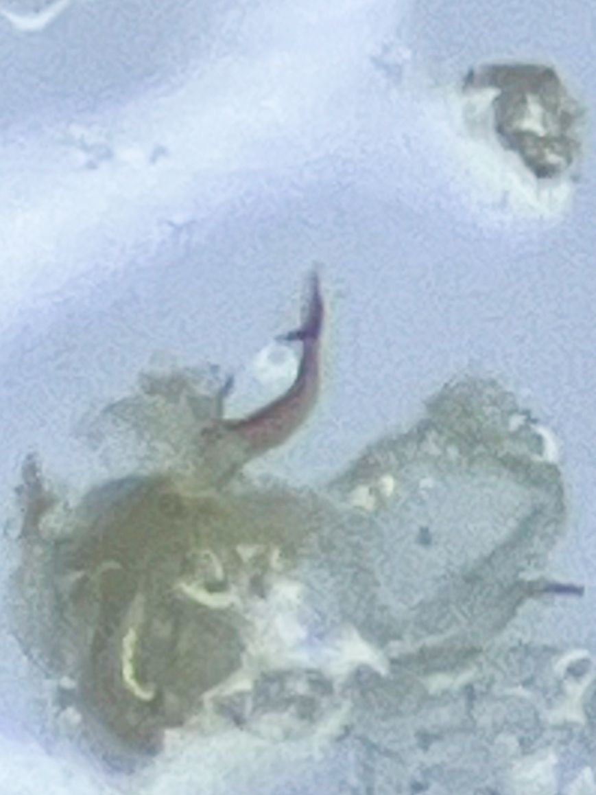Asymmetrasca decedens