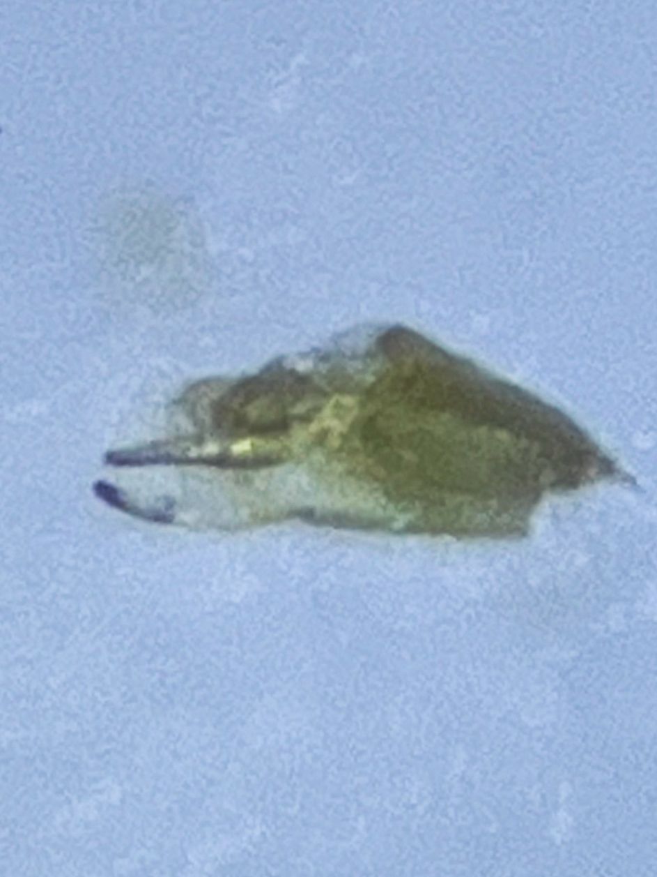 Asymmetrasca decedens