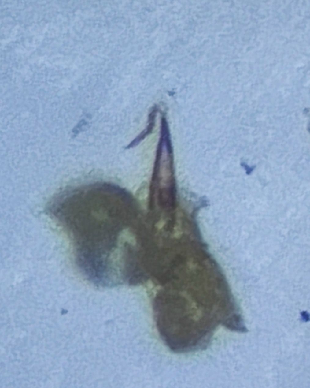 Asymmetrasca decedens