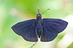 Ephyriades arcas