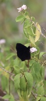 Ephyriades arcas