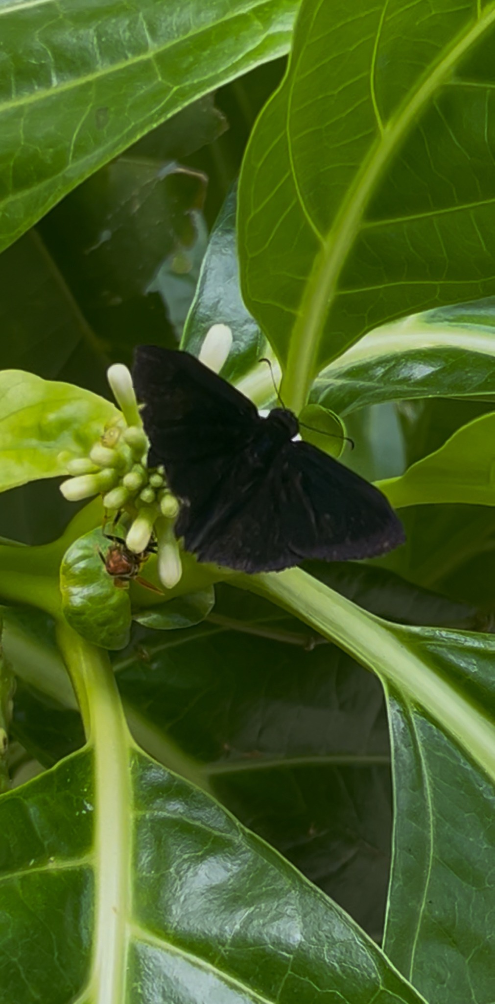 Ephyriades arcas