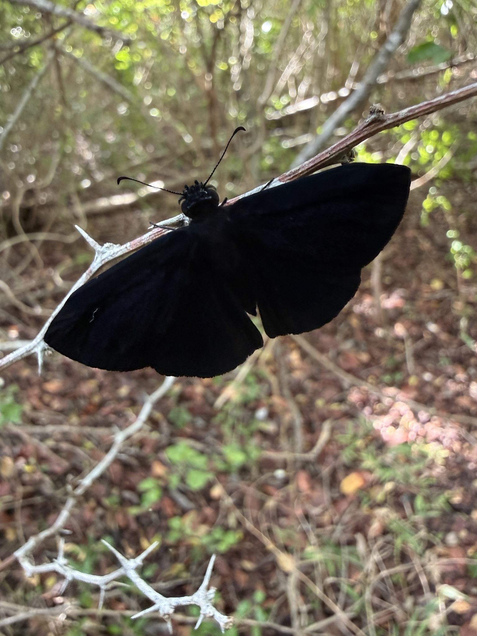 Ephyriades arcas