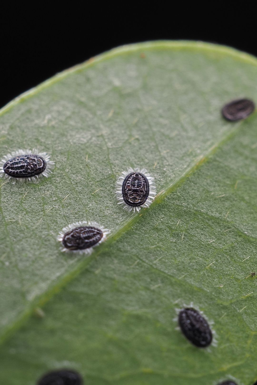 Aleurolobus marlatti