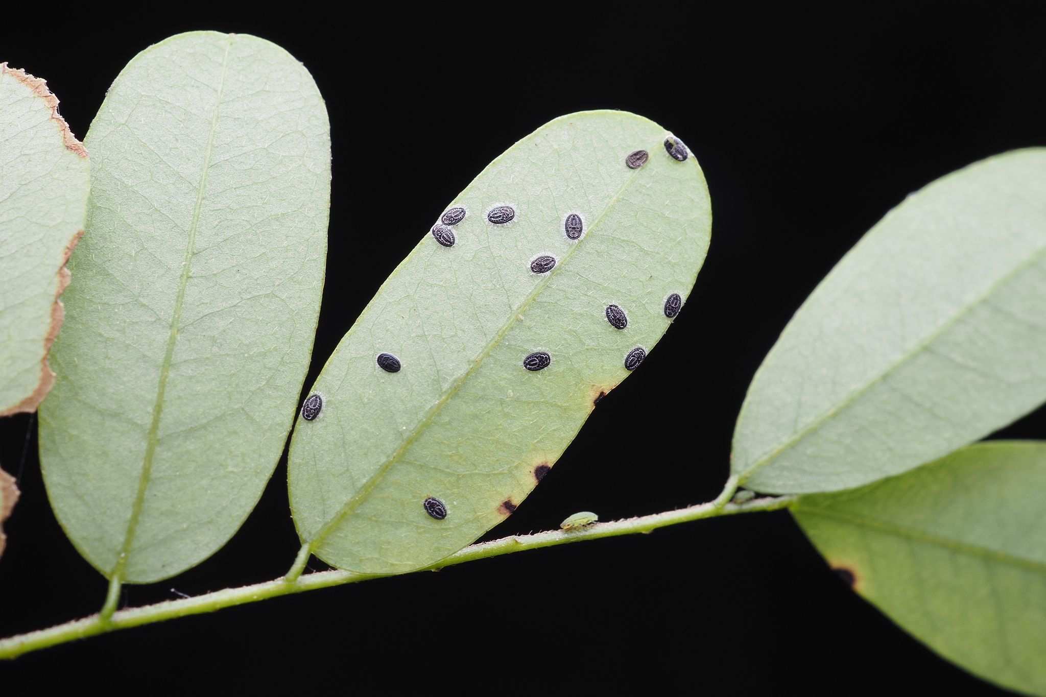 Aleurolobus marlatti
