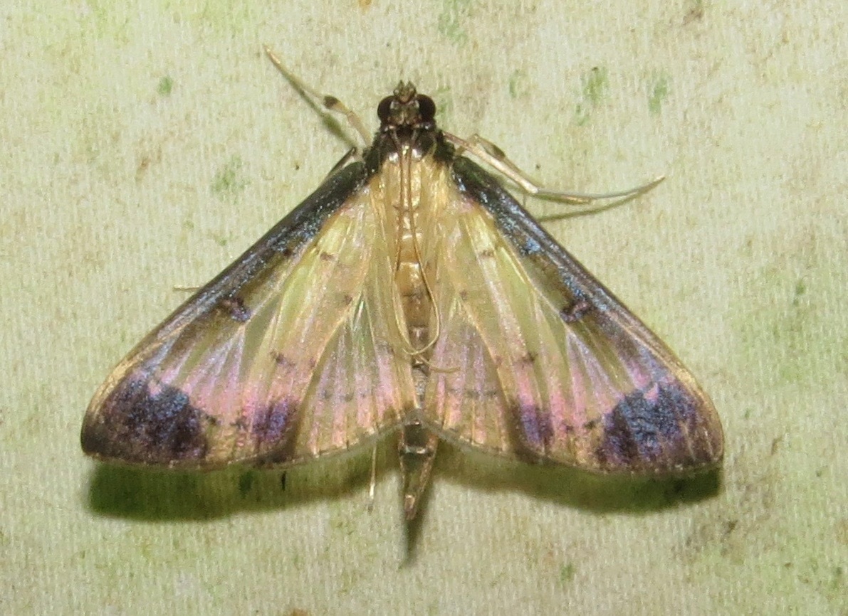 Eulepte concordalis