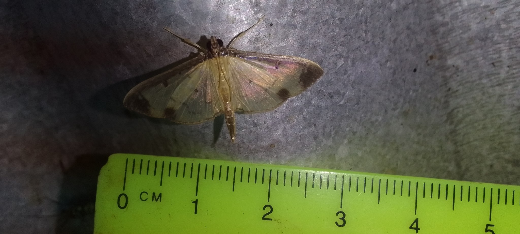 Eulepte concordalis