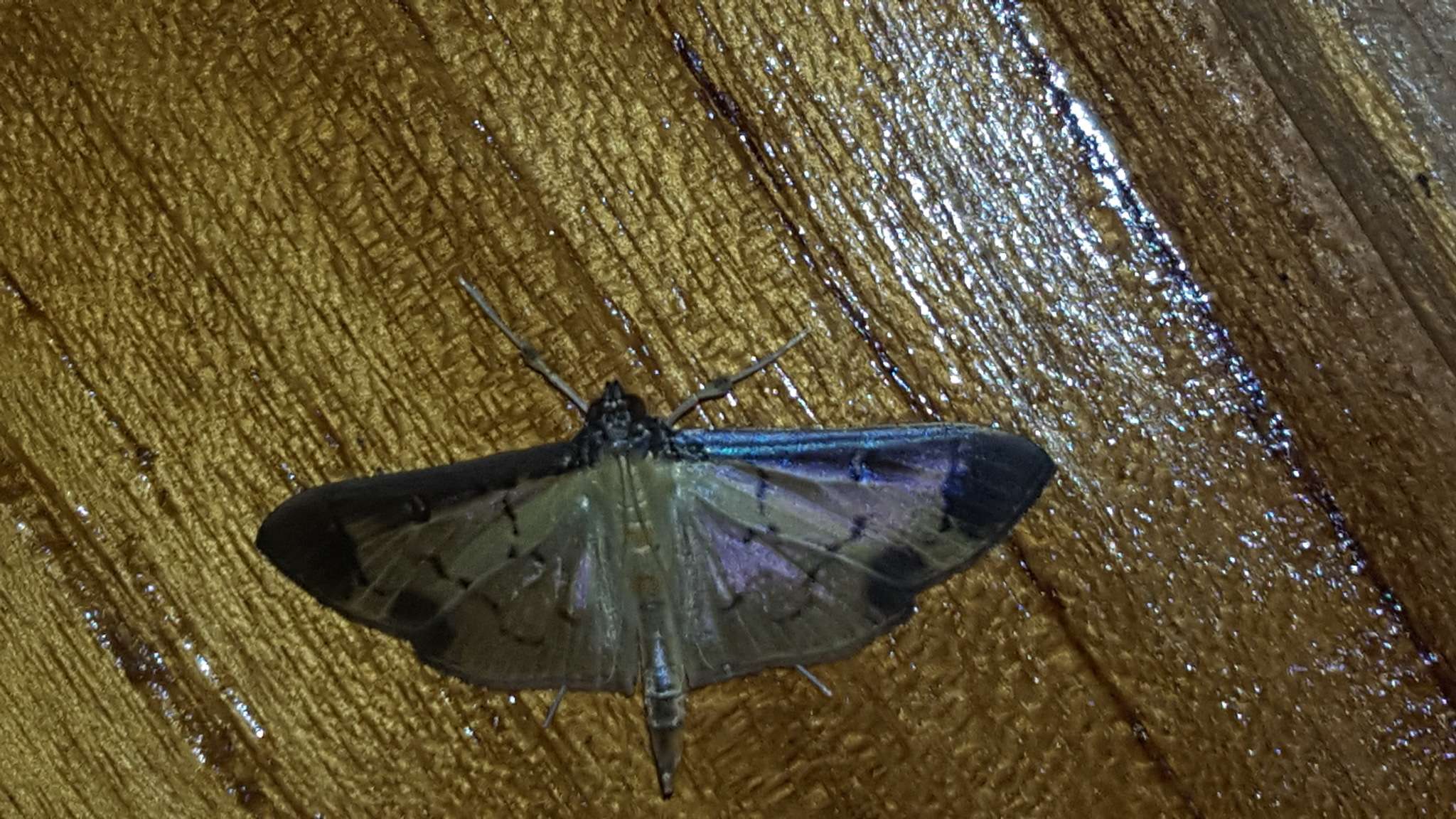 Eulepte concordalis