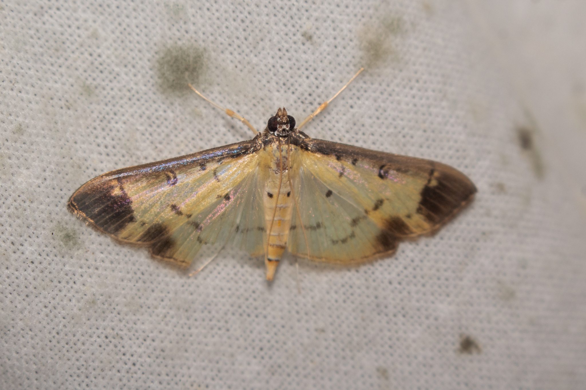 Eulepte concordalis