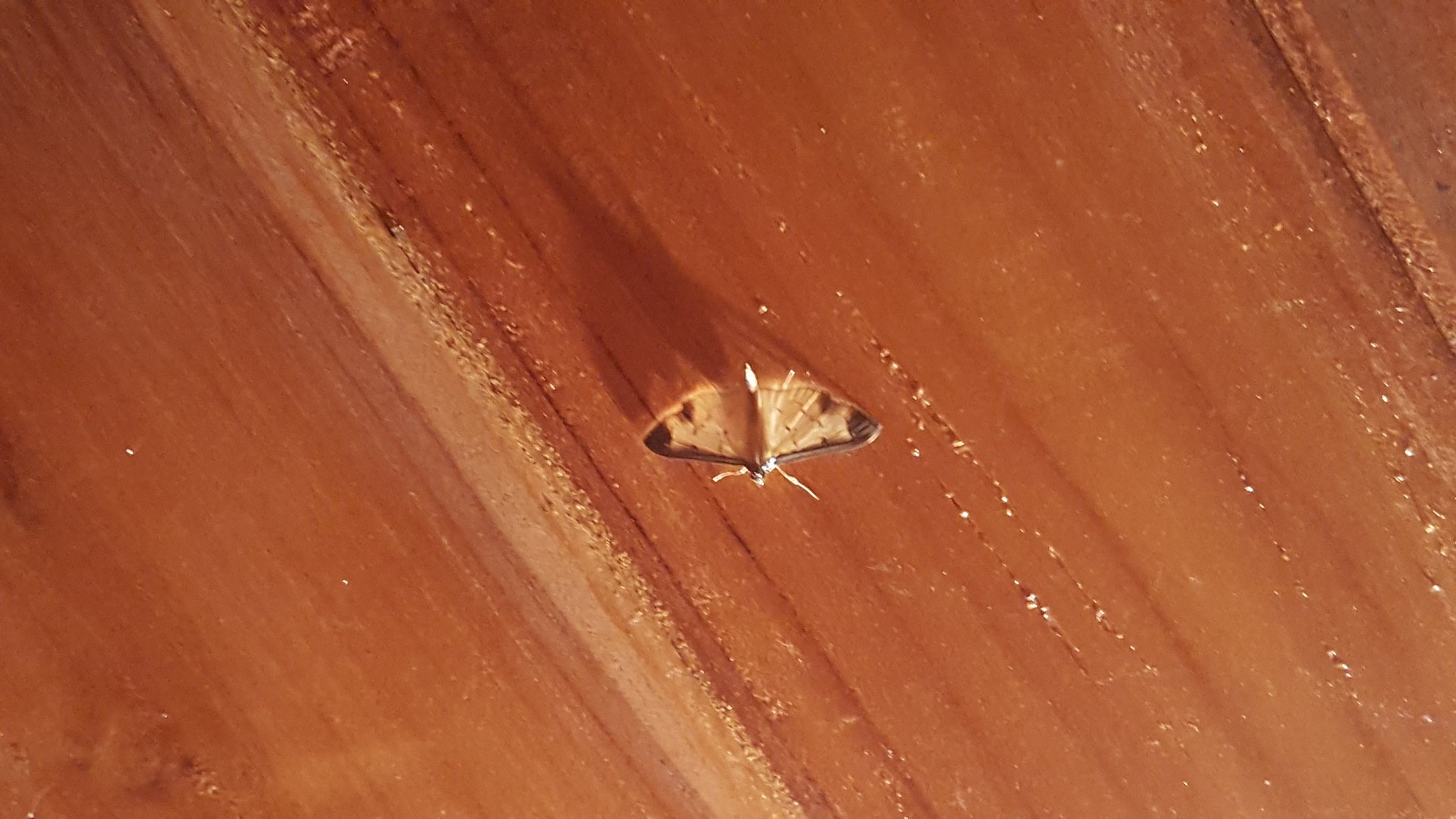 Eulepte concordalis