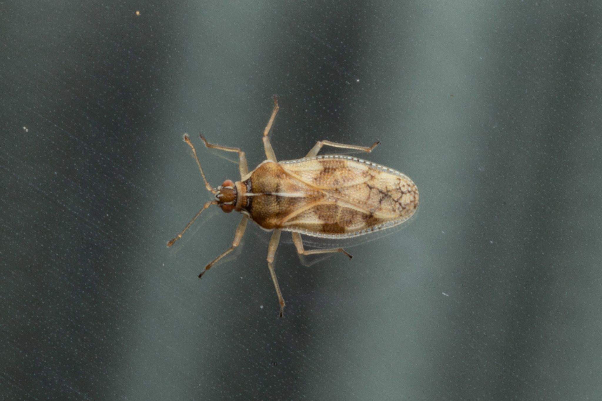 Monosteira unicostata