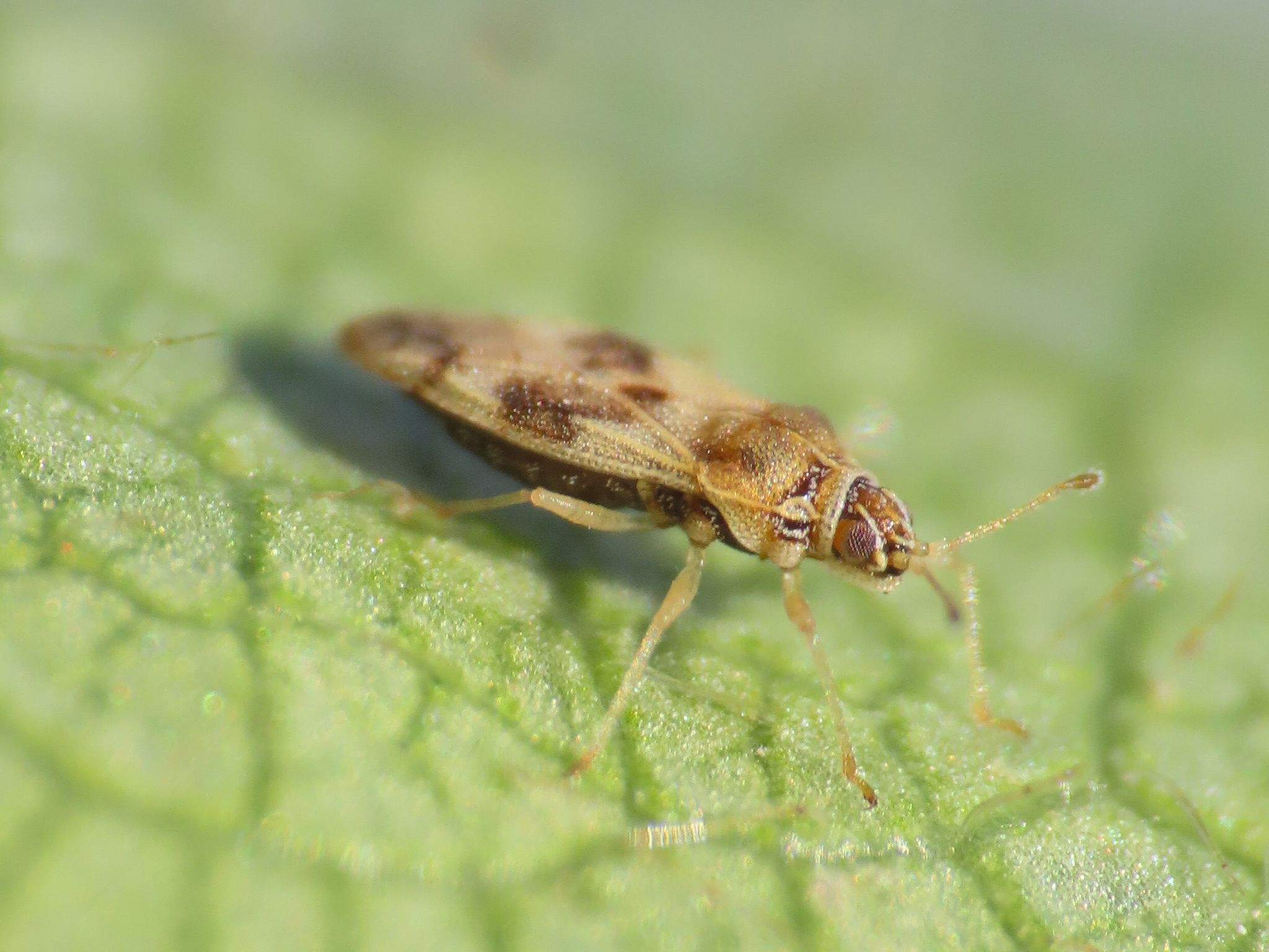 Monosteira unicostata