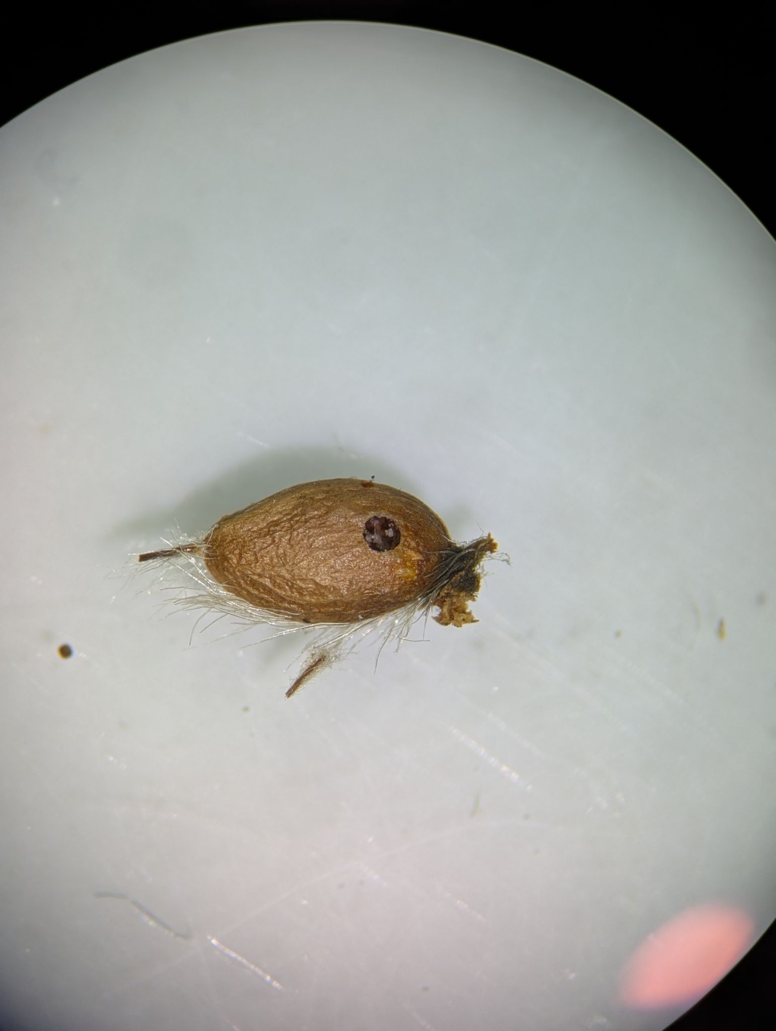 Megastigmus nigrovariegatus