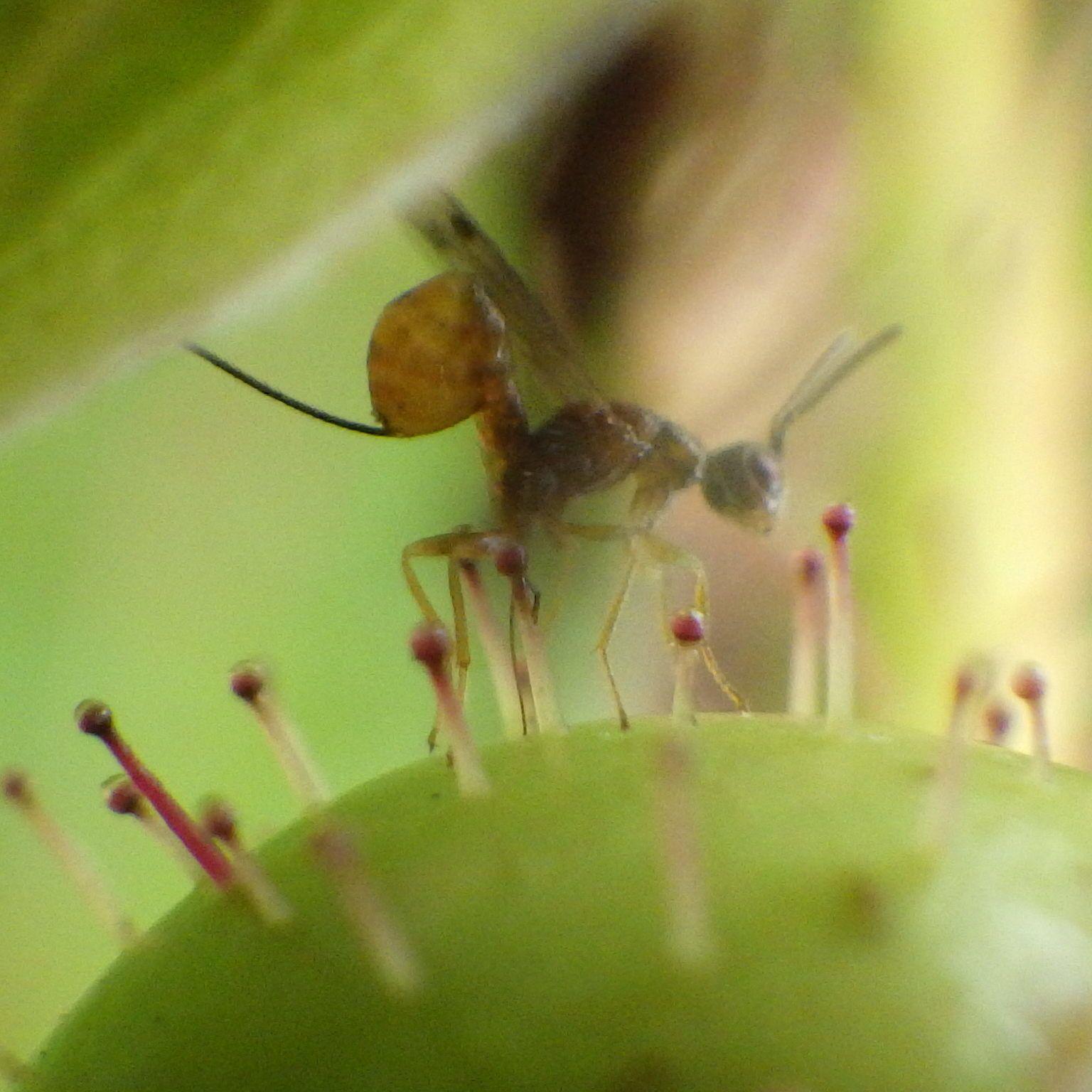 Megastigmus nigrovariegatus