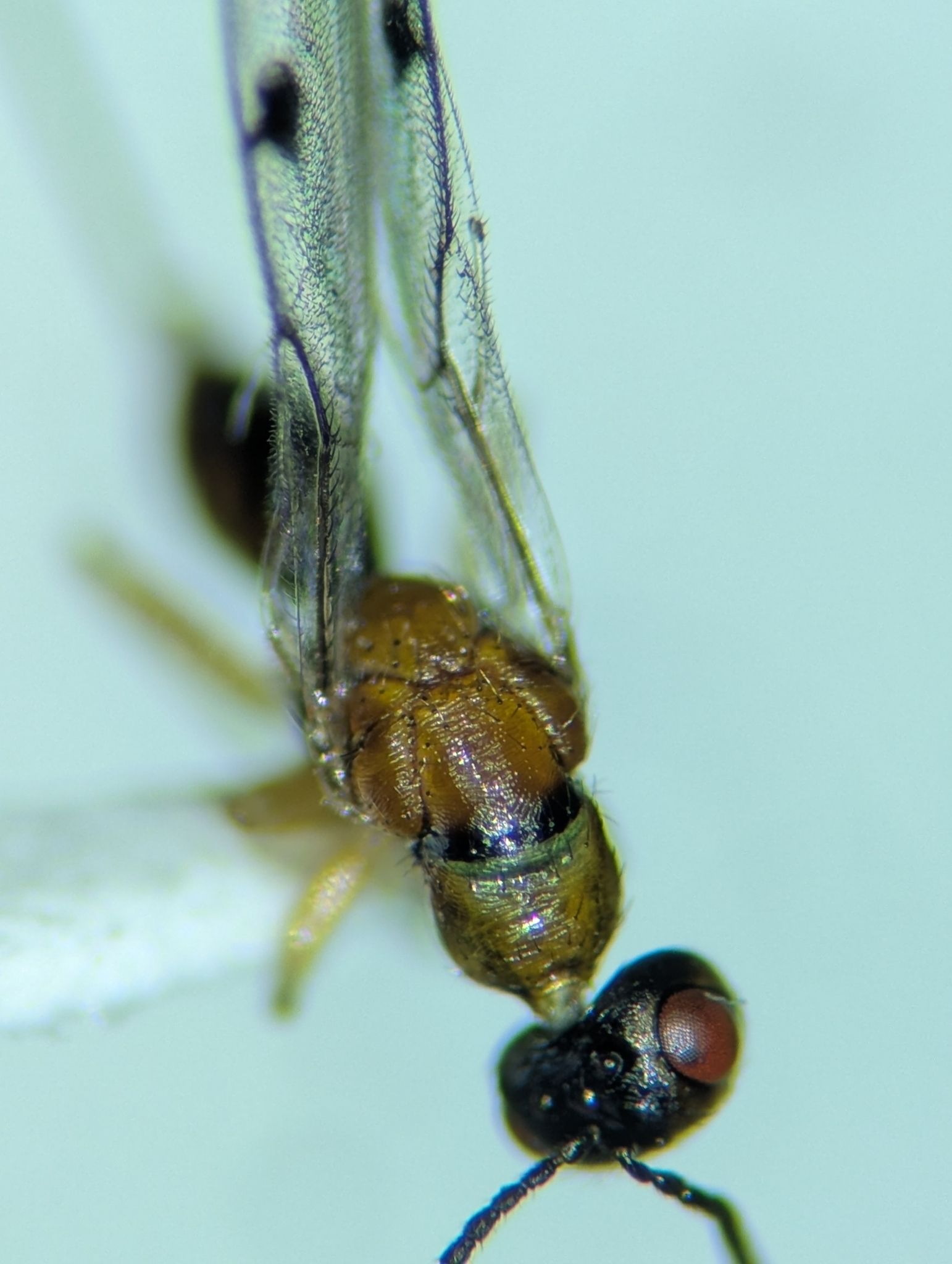 Megastigmus nigrovariegatus