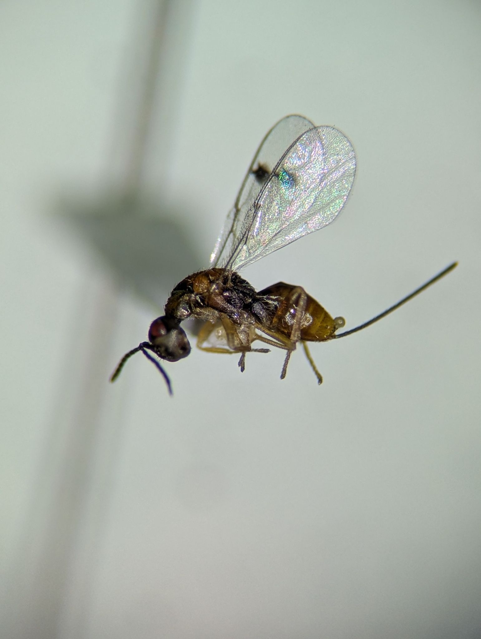 Megastigmus nigrovariegatus