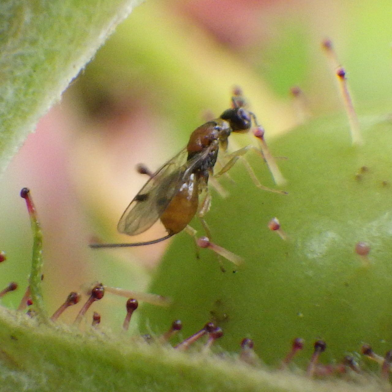 Megastigmus nigrovariegatus