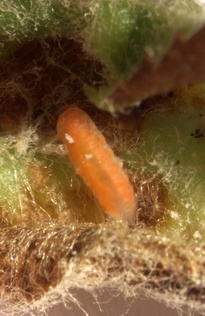 Dasineura mali