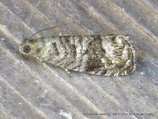 Grapholita packardi