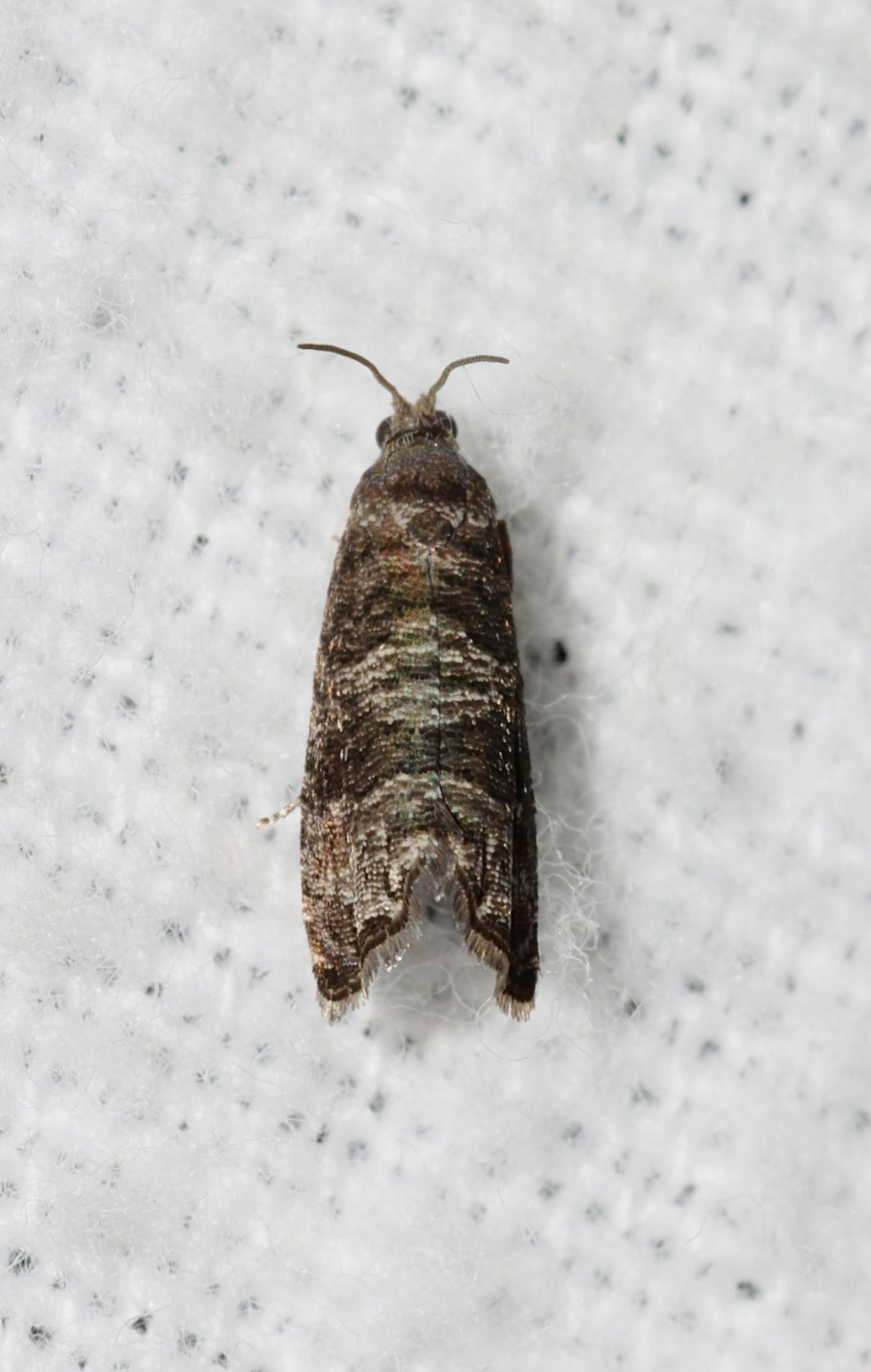 Grapholita packardi