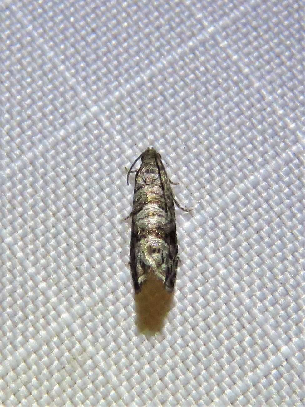 Grapholita packardi
