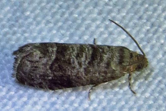 Grapholita packardi
