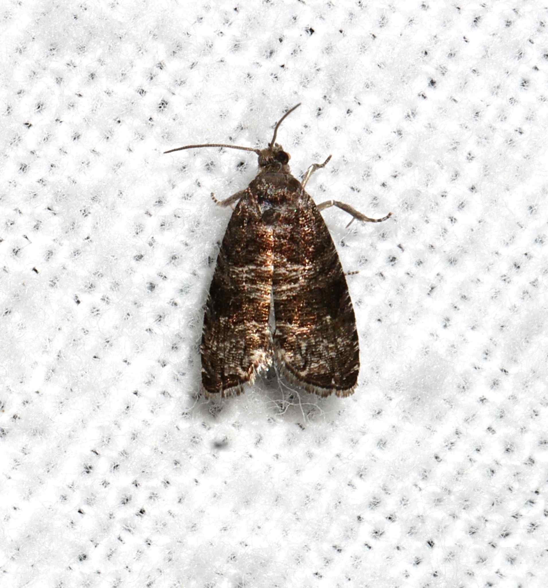 Grapholita packardi