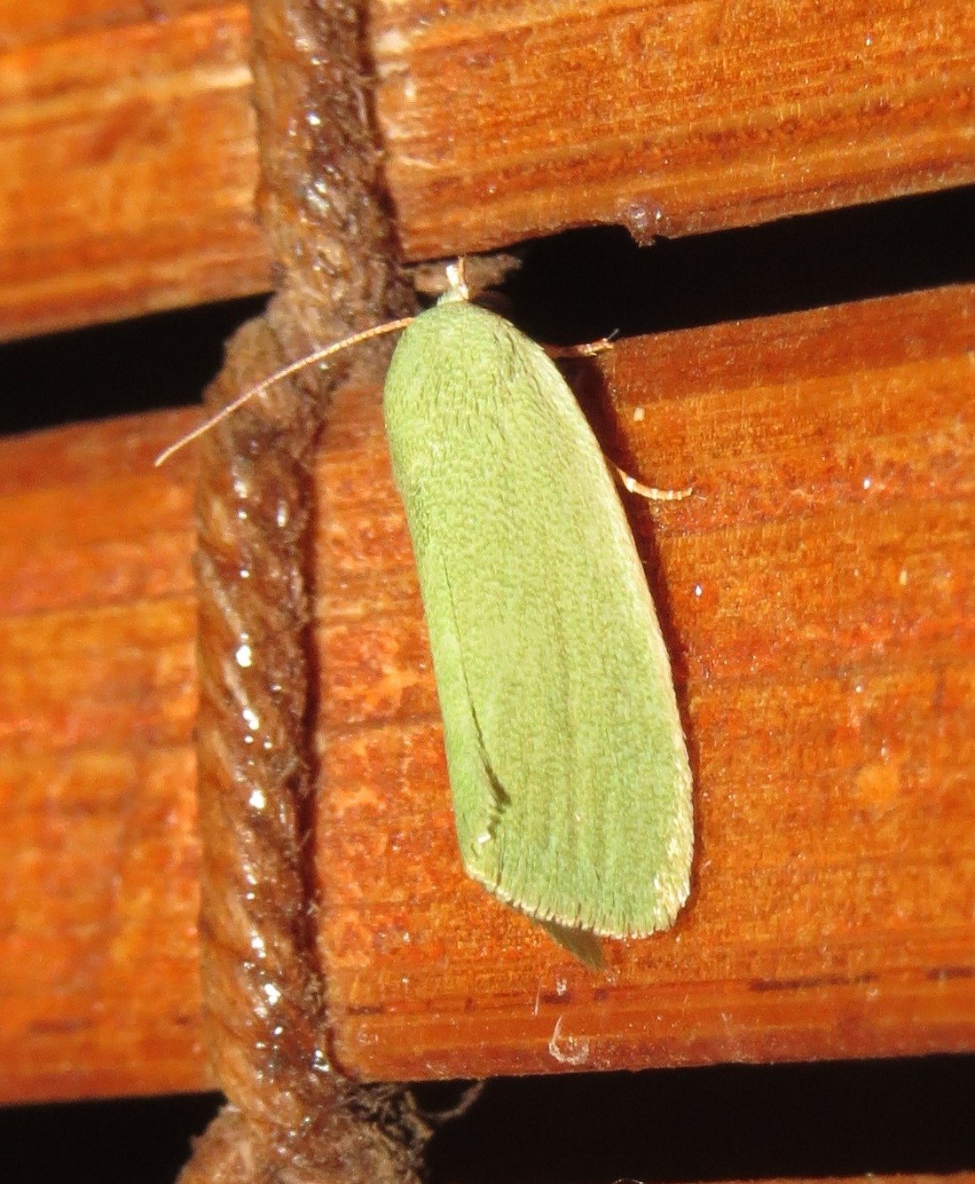 Earias insulana
