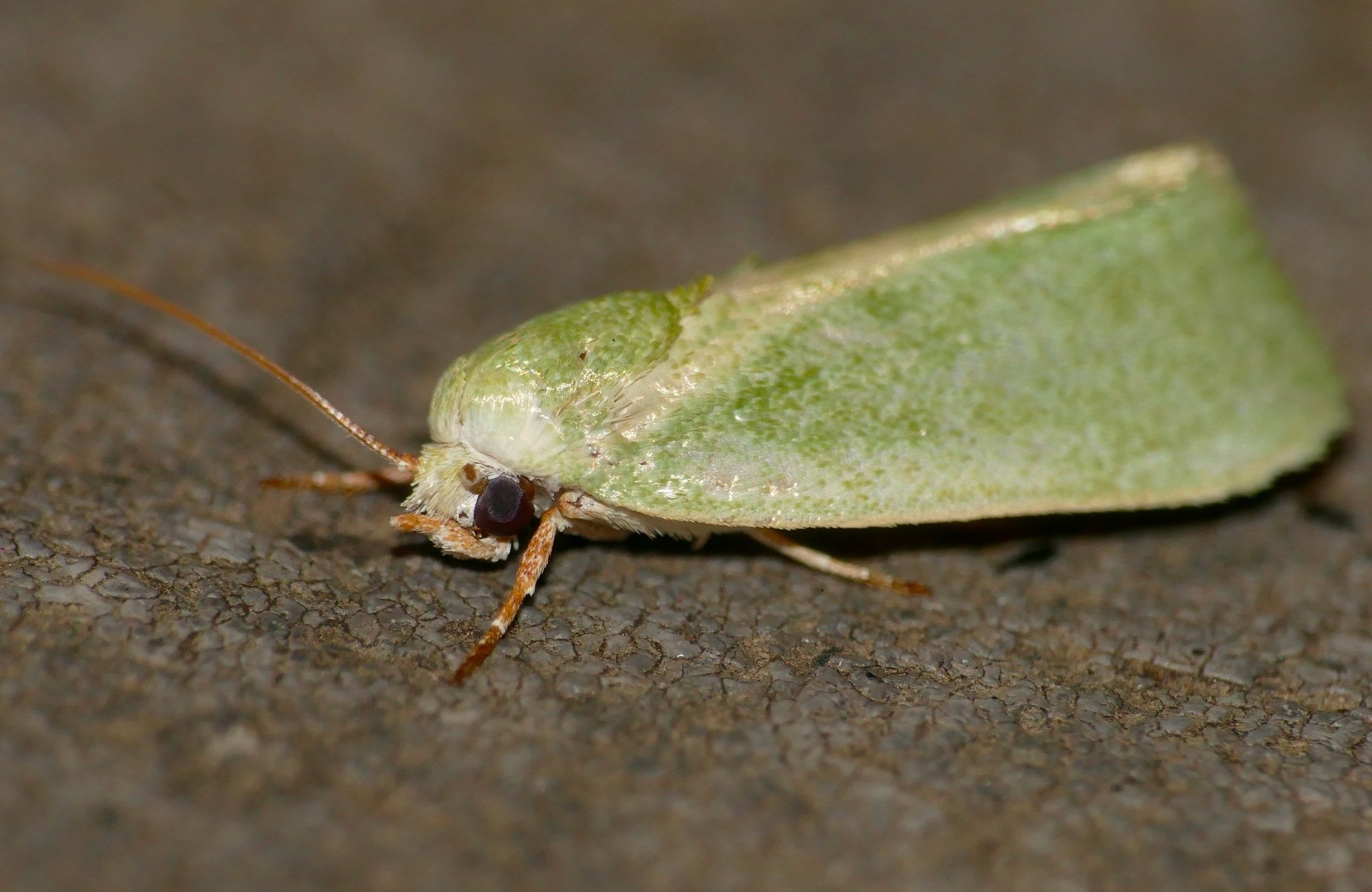 Earias insulana