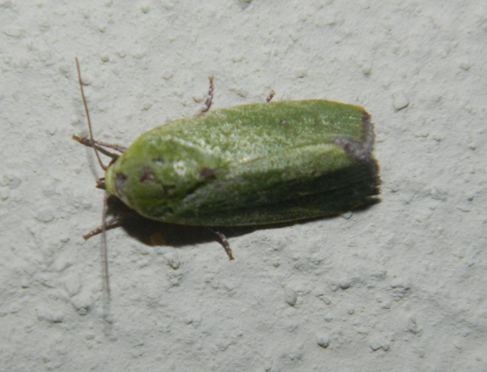 Earias insulana