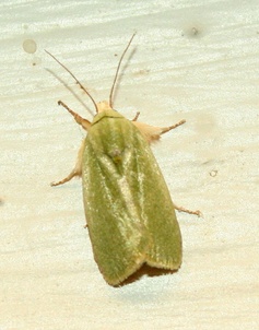 Earias insulana