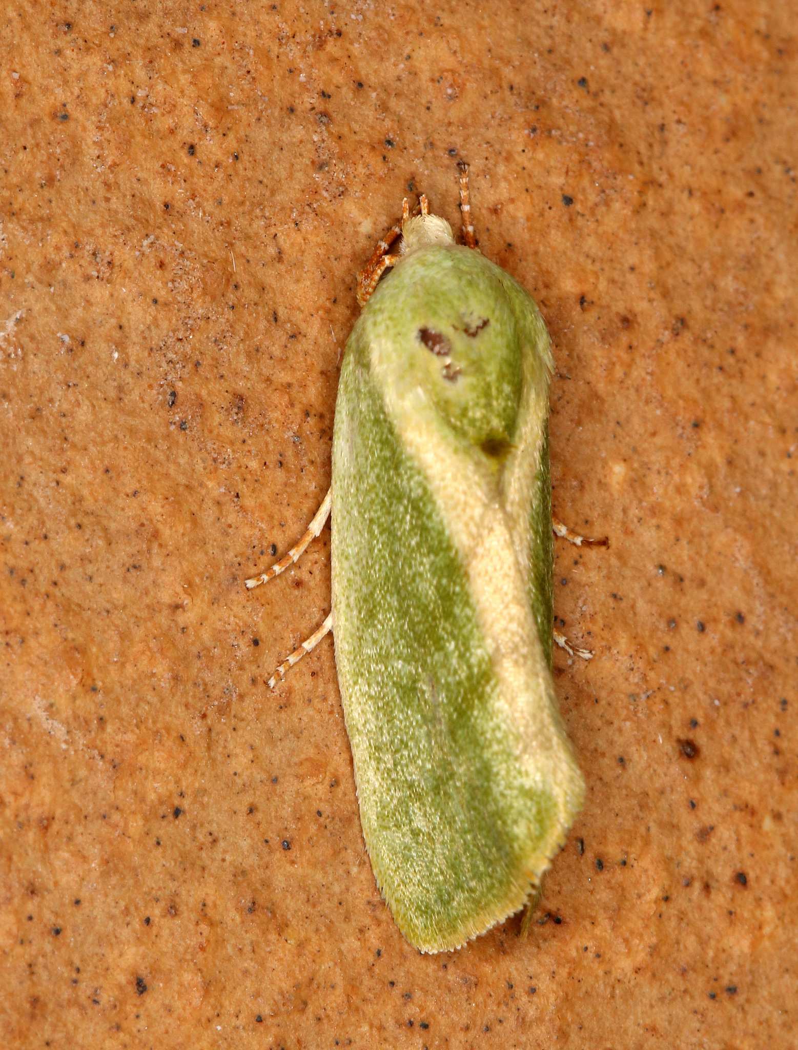 Earias insulana