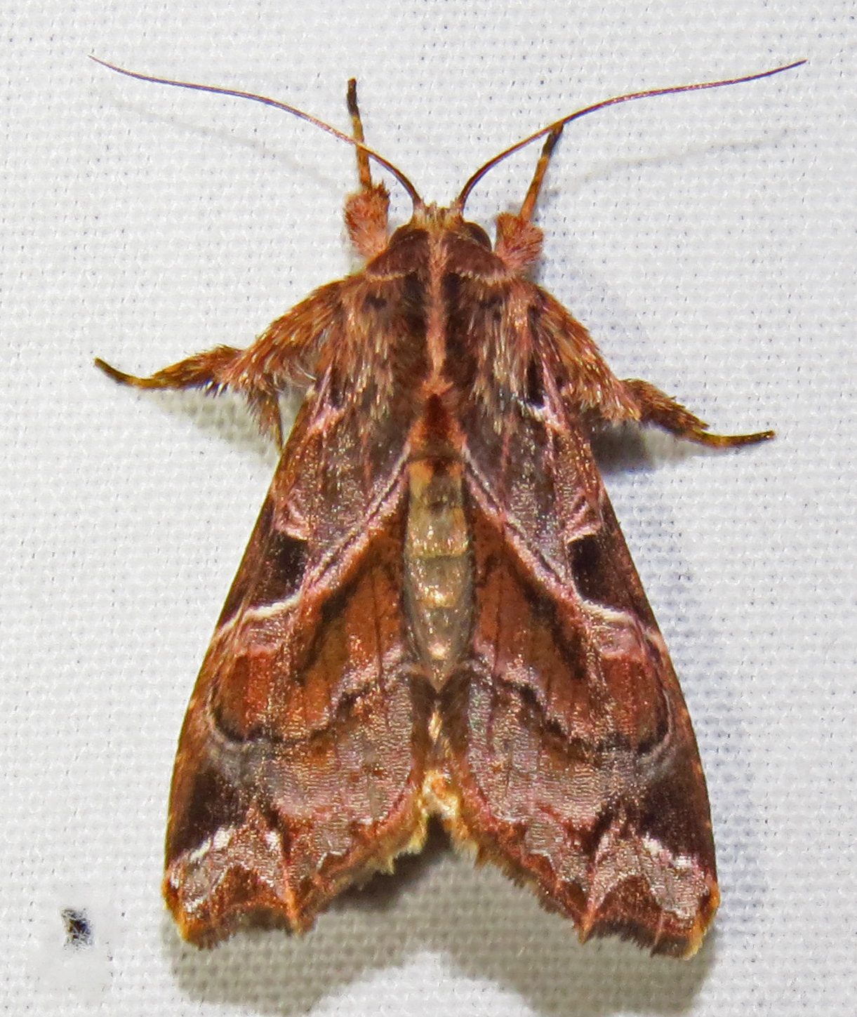 Callopistria floridensis