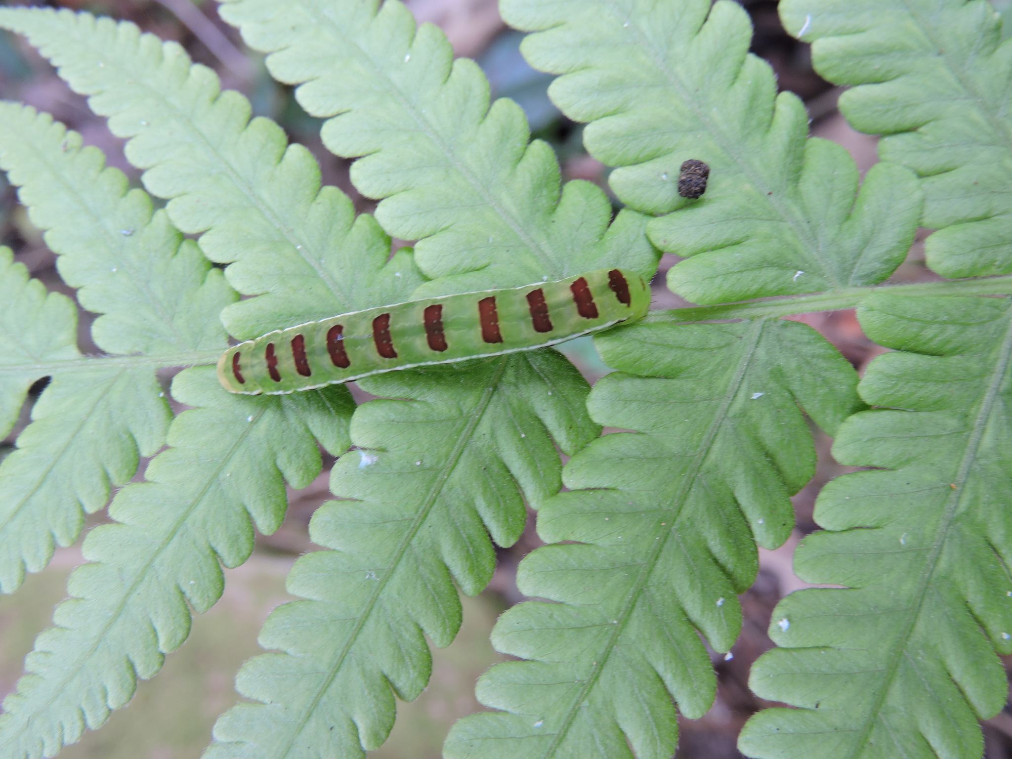 Callopistria floridensis