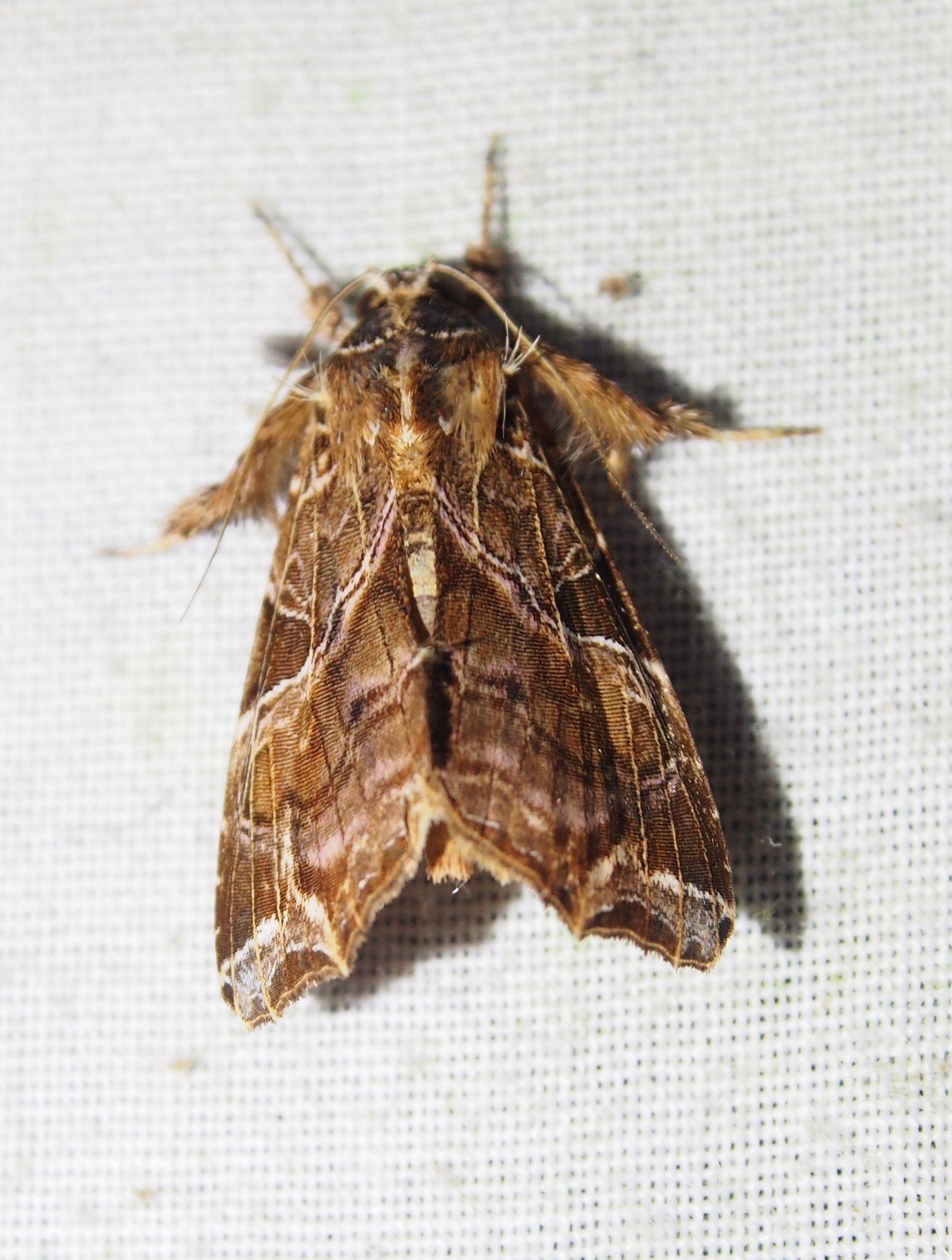 Callopistria floridensis
