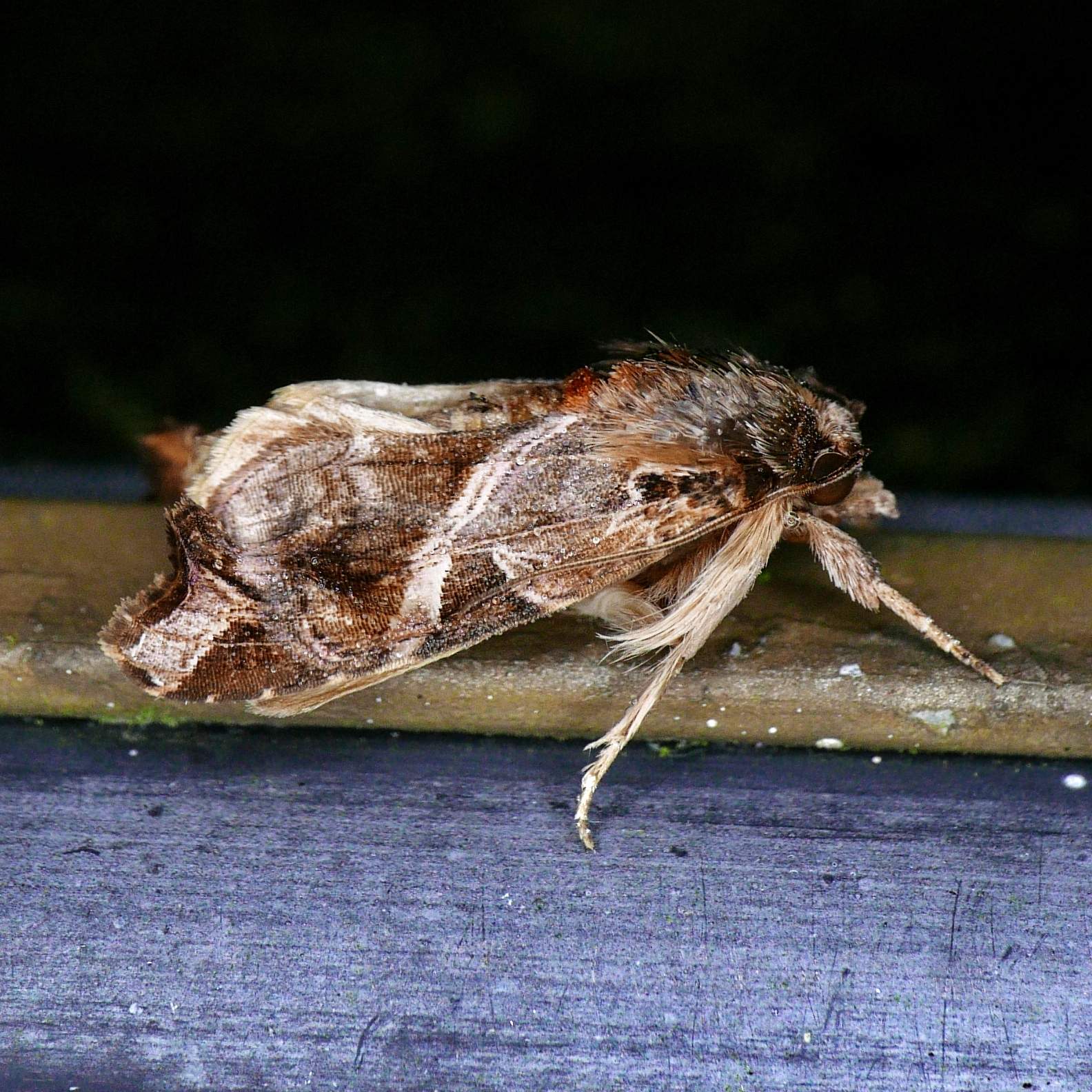 Callopistria floridensis