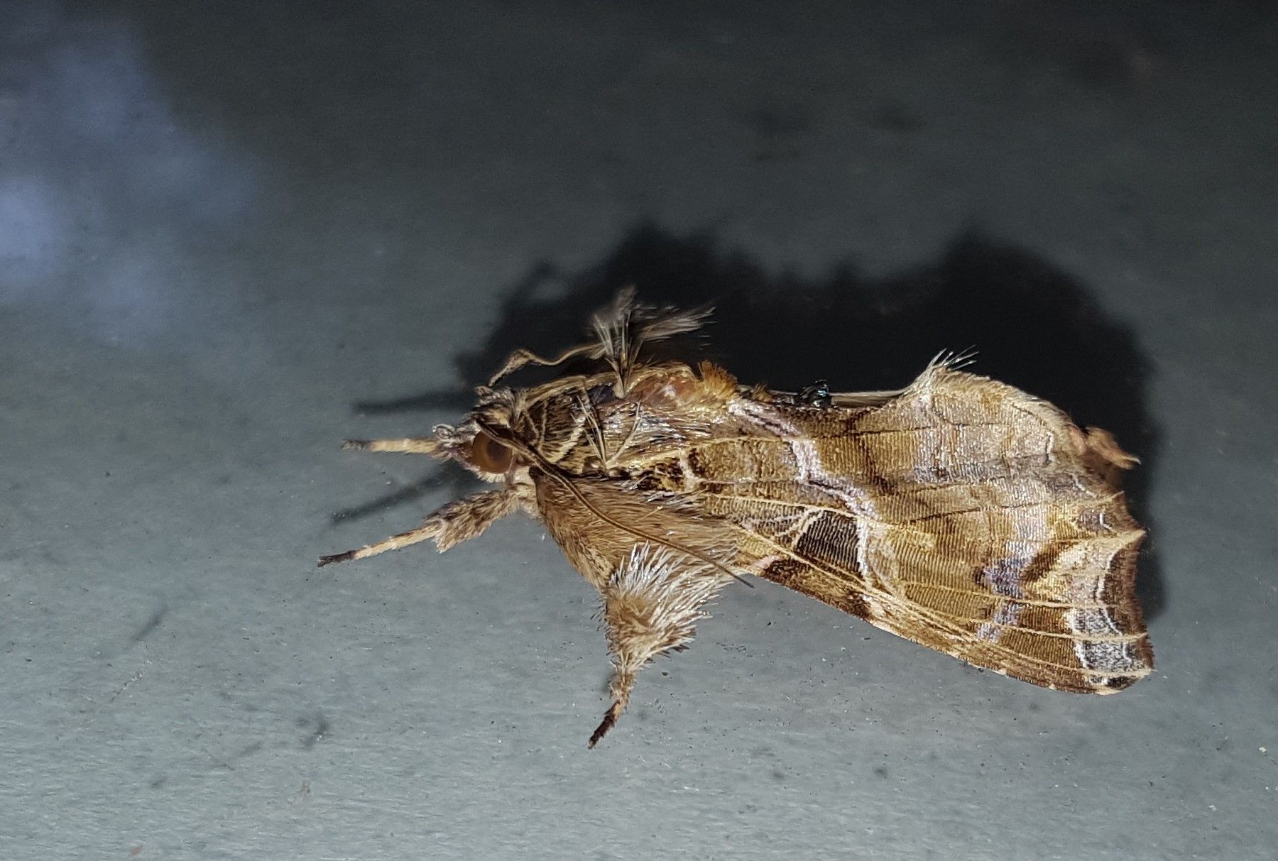 Callopistria floridensis