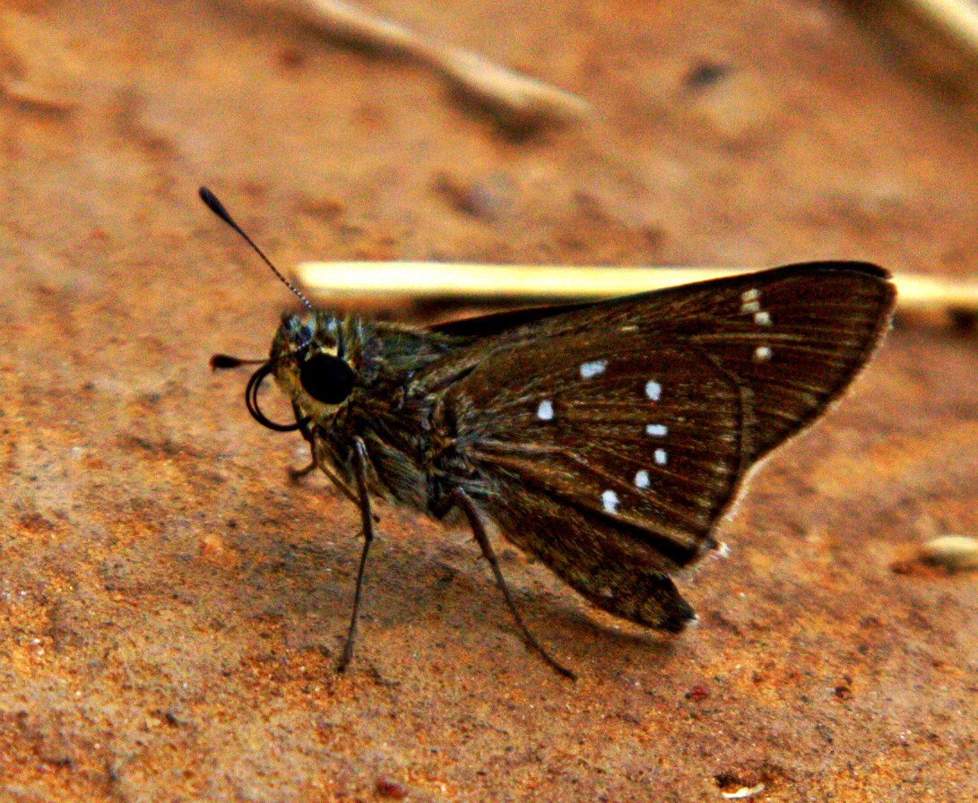 Pelopidas mathias