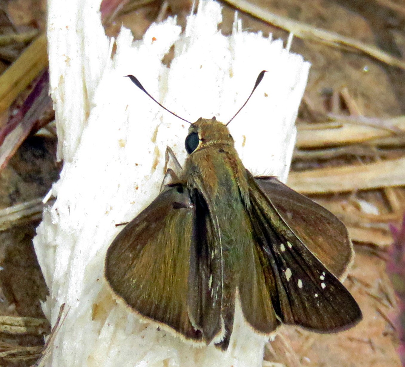 Pelopidas mathias