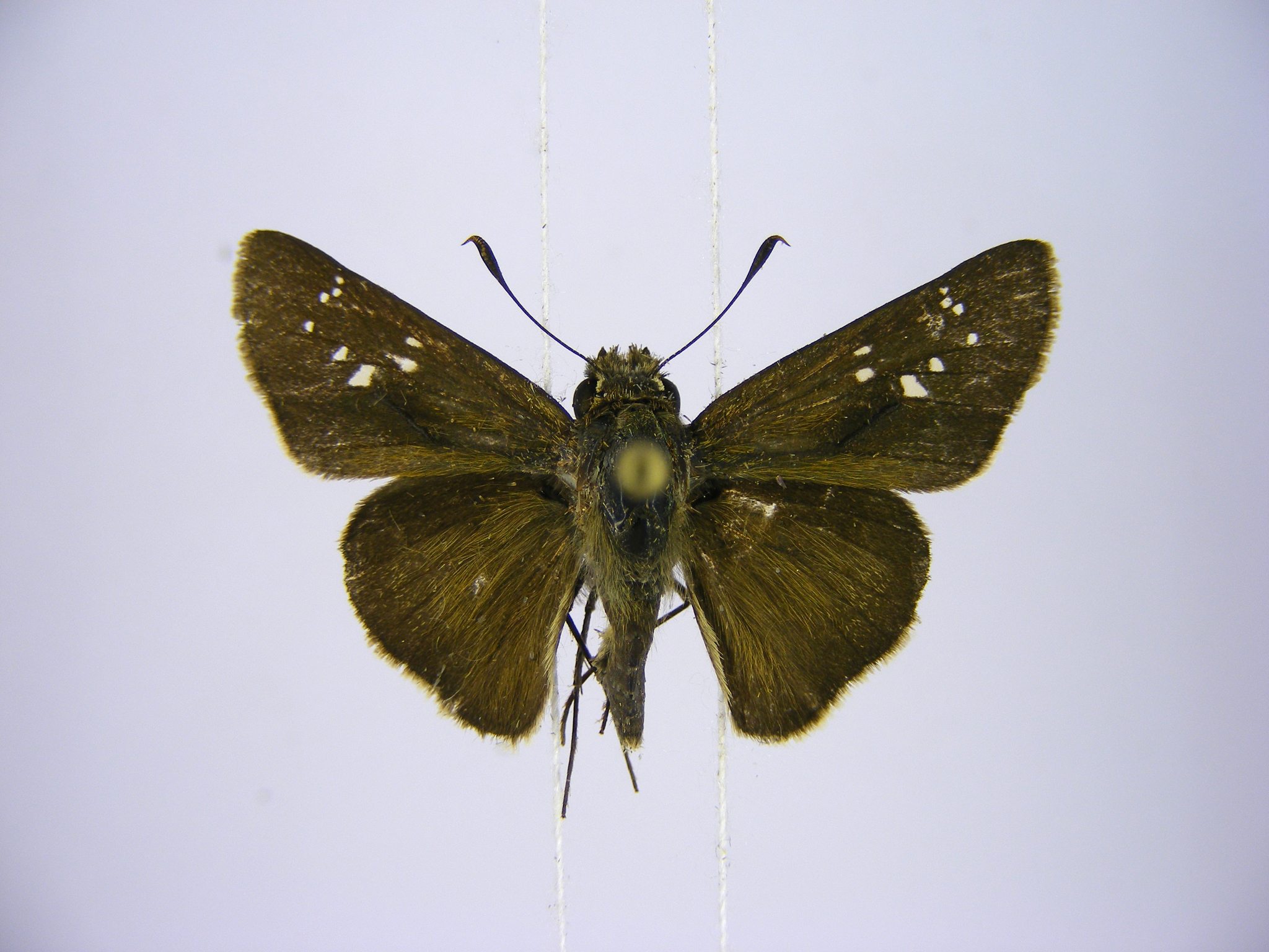 Pelopidas mathias