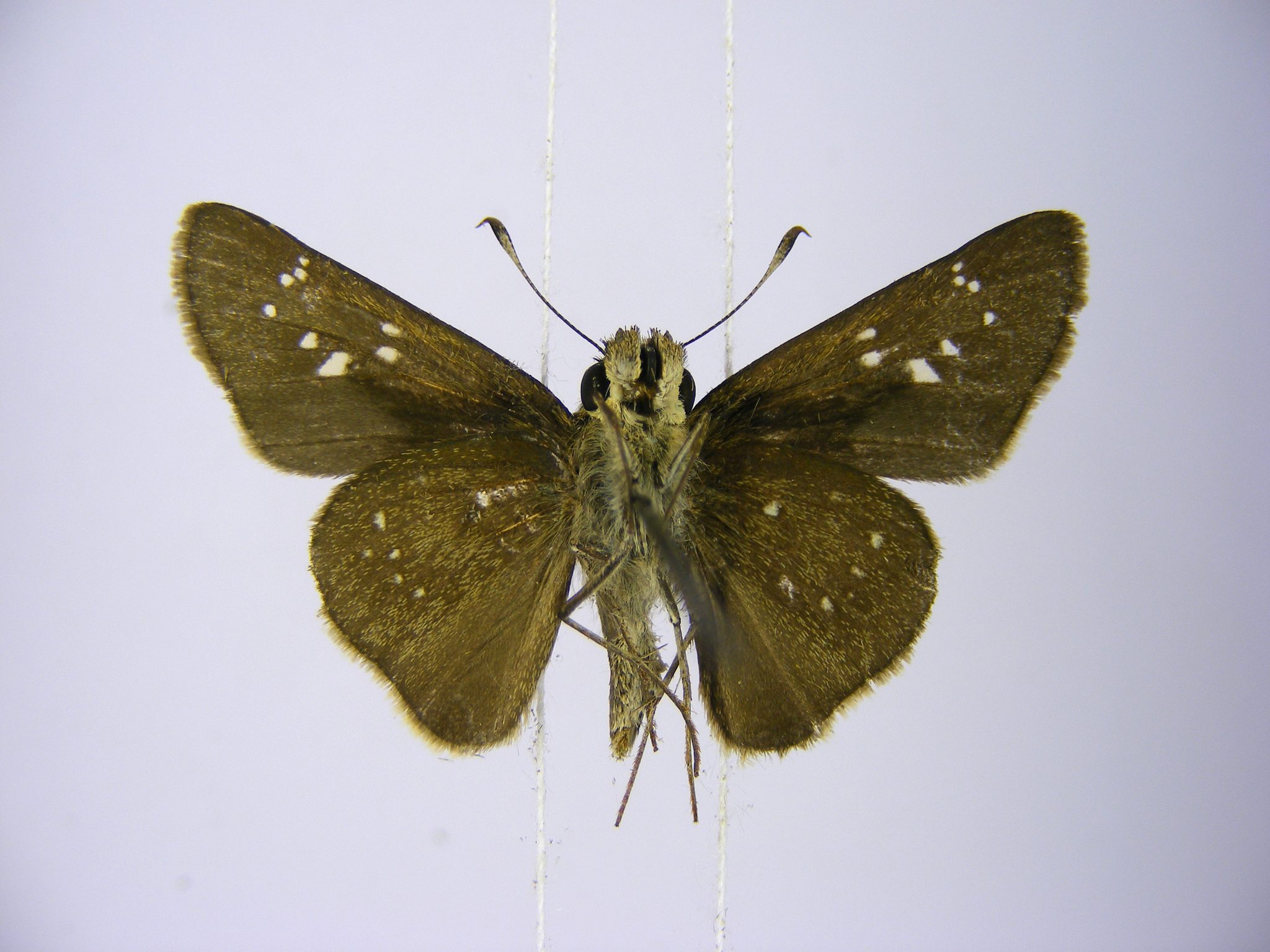 Pelopidas mathias