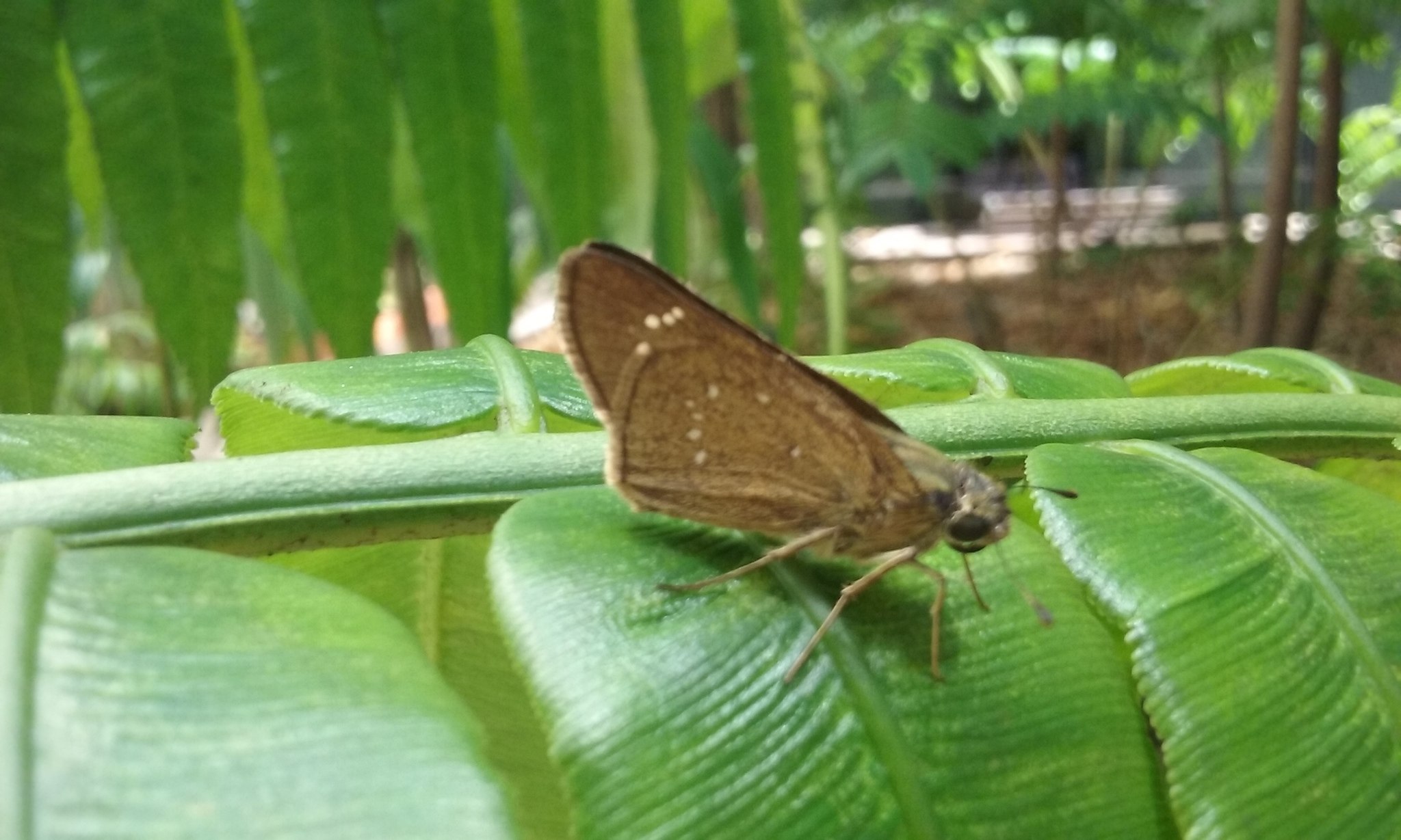 Pelopidas mathias